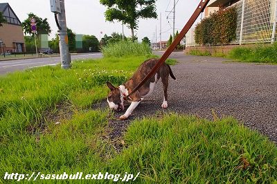 5月最後の土曜日_e0145805_19541739.jpg