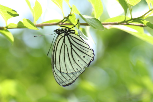 埼玉南部      　　　アカボシゴマダラ交尾？2012/05/27②_d0251807_21475651.jpg