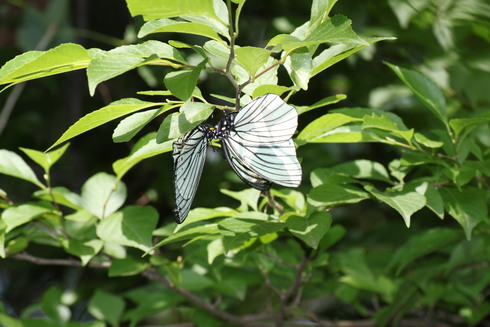 埼玉南部      　　　アカボシゴマダラ交尾？2012/05/27②_d0251807_21481165.jpg