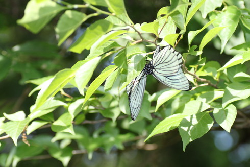 埼玉南部      　　　アカボシゴマダラ交尾？2012/05/27②_d0251807_21483247.jpg