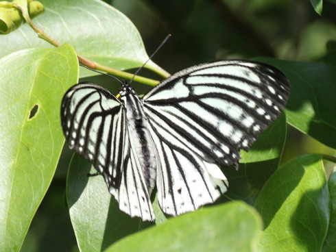 埼玉南部      　　　アカボシゴマダラ交尾？2012/05/27②_d0251807_215348100.jpg