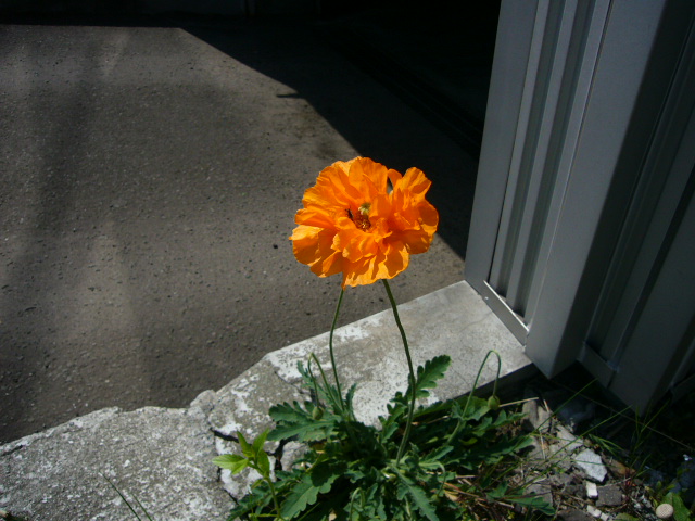 a0144610_12595483.jpg