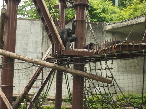 東山動物園に遠足！_b0187514_6141166.jpg