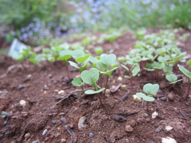 家庭菜園の季節ですね_f0067514_15142870.jpg