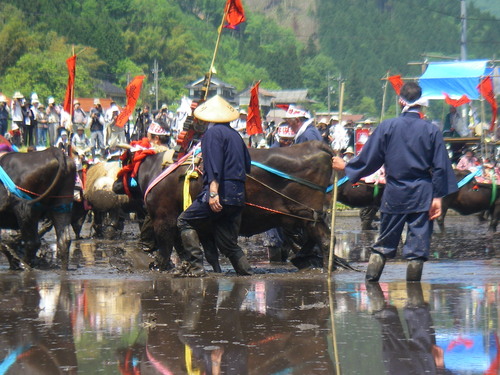 晴天の下　比和牛供養田植大盛況。_a0218118_8192651.jpg