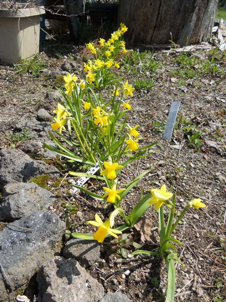 水仙がやっと開花_d0143719_10254916.jpg