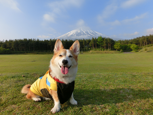 富士山(〃ω〃)_c0134720_1633124.jpg