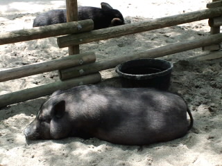 a0194522_745434.jpg