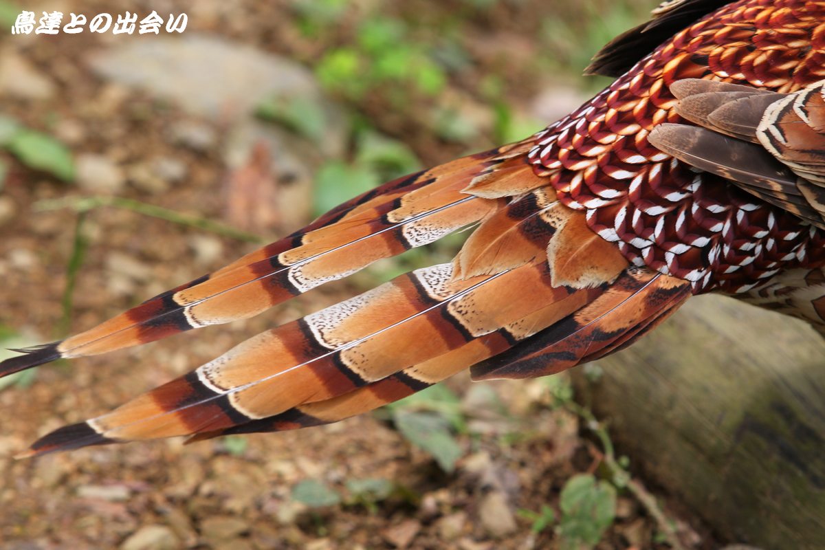 ヤマドリの羽 尾羽、翼左右の3点セット ヤマドリの羽標本（初列風切