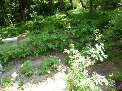 f0194533_1156313.jpg