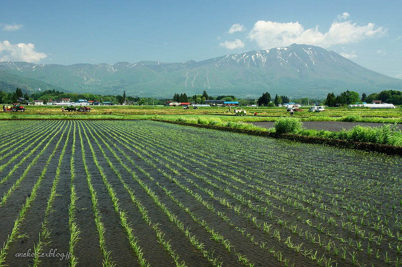 みちのく初夏の田園に_d0067934_7265966.jpg