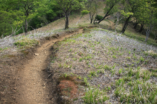 御池岳　1,247m　笹が姿を消し大変貌した山　滋賀県_d0055236_16192954.jpg