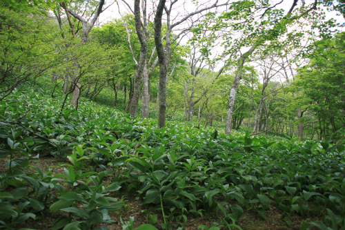 御池岳　1,247m　笹が姿を消し大変貌した山　滋賀県_d0055236_20584468.jpg