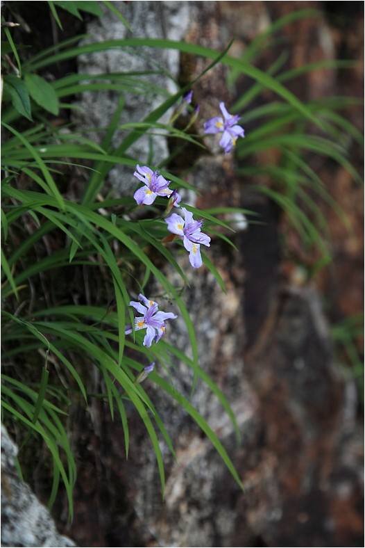 ヒメシャガ 野草風薫