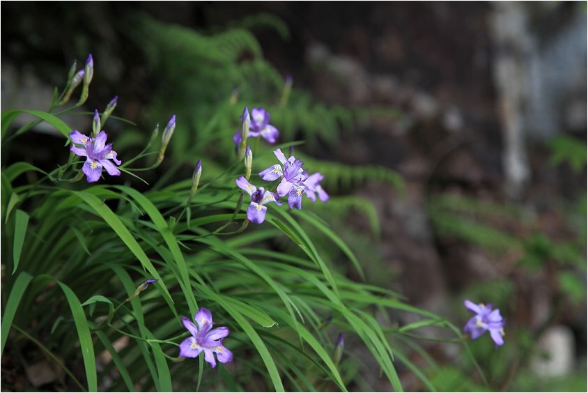 ヒメシャガ 野草風薫