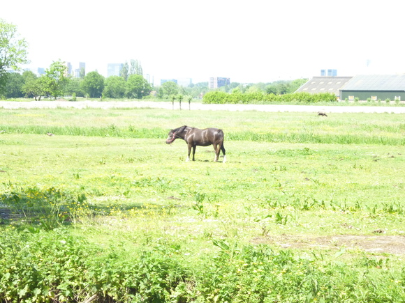 a0268149_42790.jpg