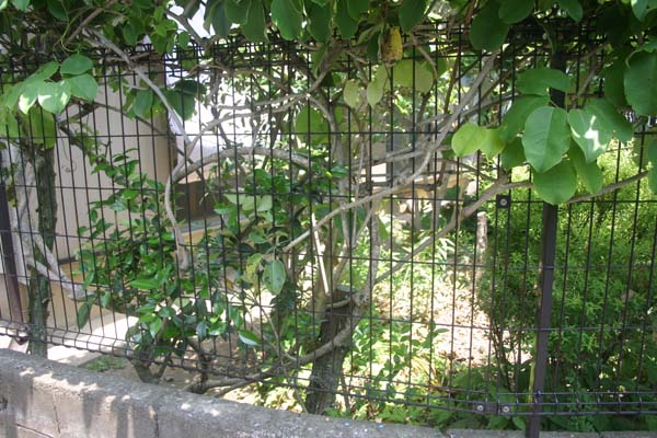 フェンスの上のムベ つる植物生育日記 フェンスの上のムベ つる植物生育日記