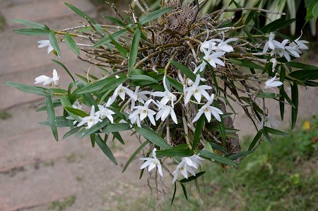 満開のセッコク 育て方 Yukoの花の部屋