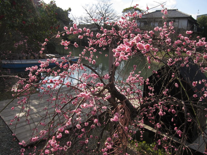 朝のおだやかな景色を臨み水郷を散策：柳川（前編）－大義を胸にブロンプトンと旅へ⑧_e0138081_63421100.jpg