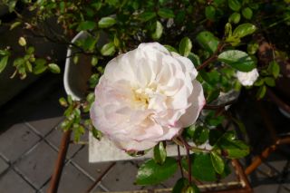2012年5月28日 もうすぐ。。。_b0098584_16204649.jpg