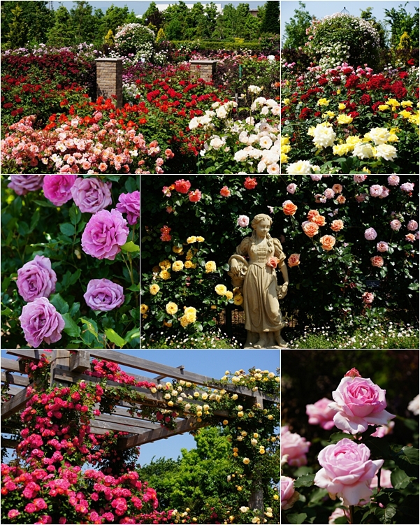 平塚 花菜ガーデンのバラ 満開 エーデルワイスブログ