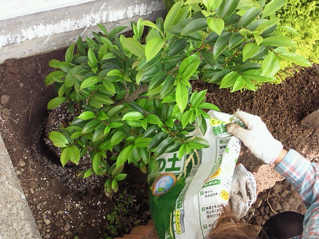 パワーストーンMINMI 園芸部〜榊を植えるの巻_c0140599_13155512.jpg