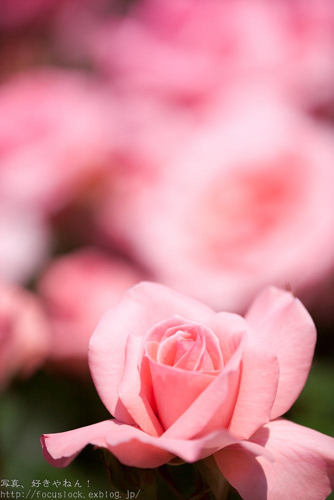 花フェスタの薔薇　Ⅲ_f0220502_19441092.jpg