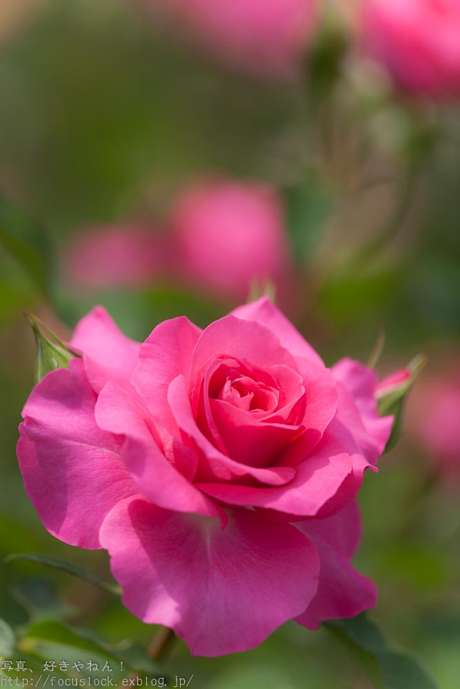 花フェスタの薔薇　Ⅲ_f0220502_19444859.jpg