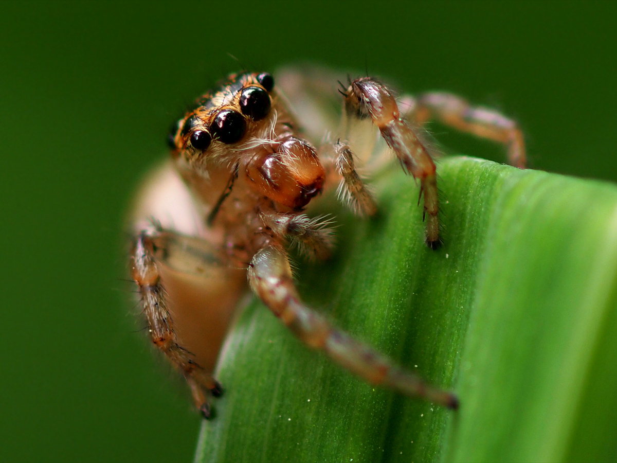 クモの眼はいくつ マッシーの四季折々 クモの眼はいくつ マッシーの四季折々