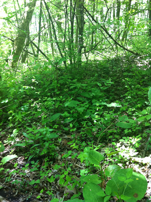 d0000304_2095793.jpg