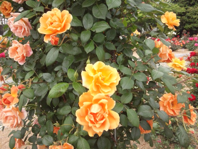 e0252905_1219151.jpg