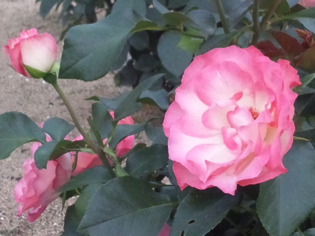 e0252905_1225393.jpg