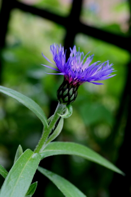 咲き変わる宿根草　　2012・5・29（火）_f0041606_17105323.jpg