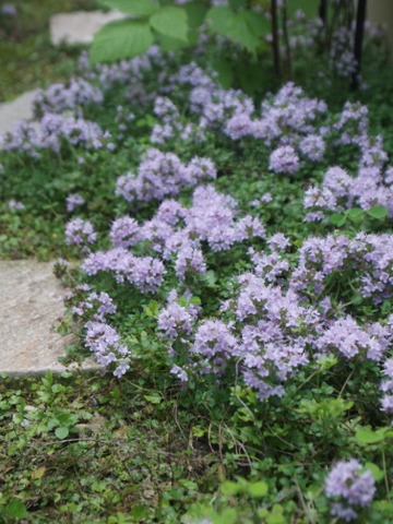 f0167007_207217.jpg