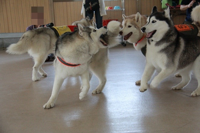 こはるっち Birthday Run してきたヨ! -1_b0207615_20395625.jpg