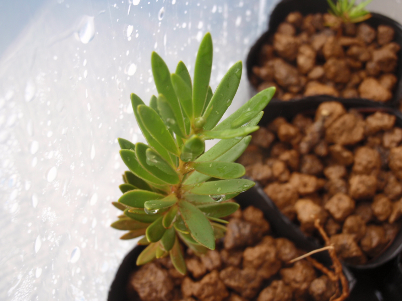 Melaleuca gnidioides?渓流性木本type1_d0187020_20234095.jpg