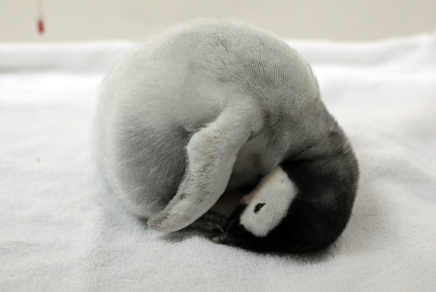 ペンギンの赤ちゃんたち 動物園放浪記 ペンギンの赤ちゃんたち 動物園放浪記