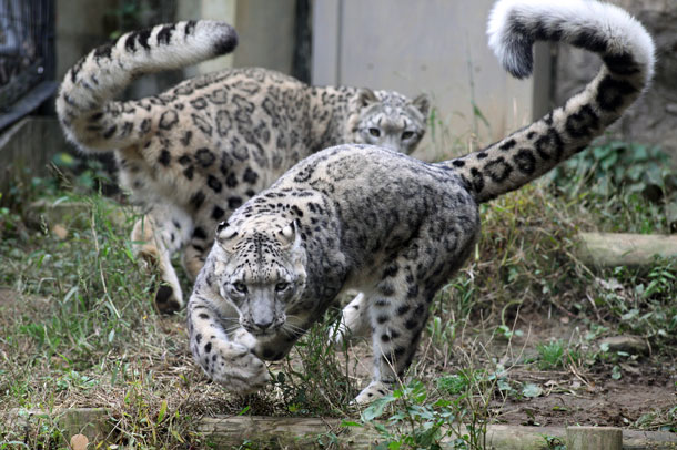 元気な しっぽ たち 動物園放浪記