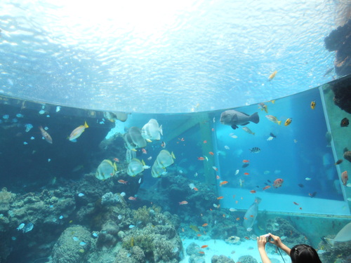 ガチマヤー沖縄 お魚天国 Katz 村 ガチマヤー沖縄 お魚天国 Katz 村