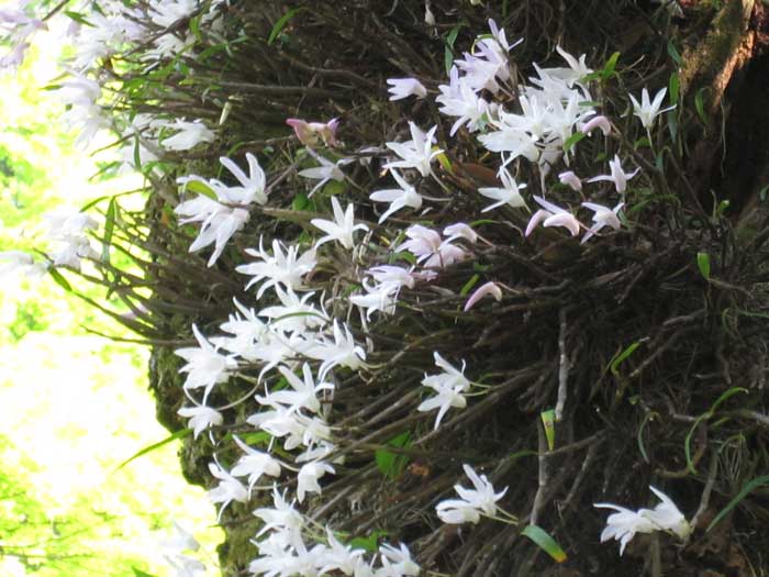 高尾山は花の季節 セッコクも満開 ブナの林が好き 高尾山は花の季節 セッコクも満開 ブナの林が好き