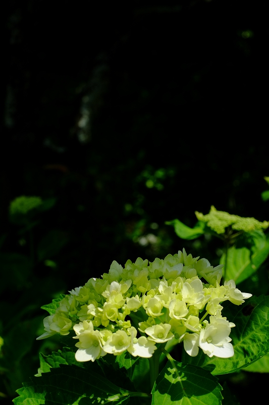 鎌倉　東慶寺_f0050534_8174122.jpg