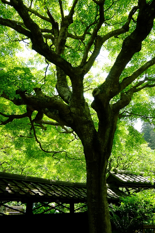 鎌倉　東慶寺_f0050534_8182581.jpg