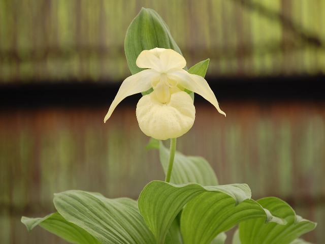 礼文敦盛草（レブンアツモリソウ） : 今日の花