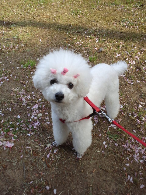 藤の花と芝桜_c0117239_6204134.jpg