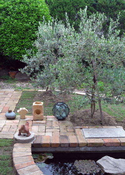 オリーブの木②