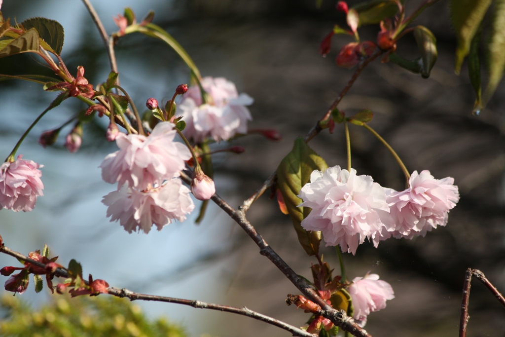 お隣の桜_d0236741_2127025.jpg