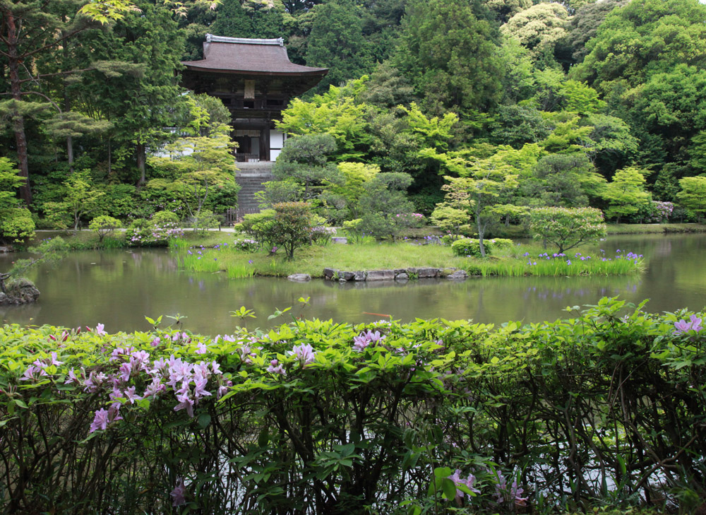 奈良市　円成寺　新緑　杜若　サツキ_c0108146_21384925.jpg