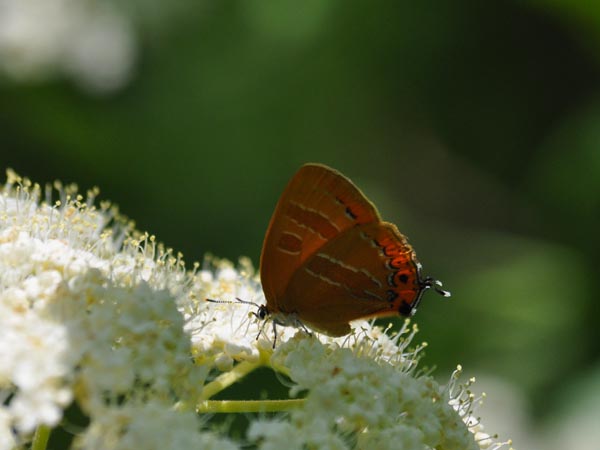 c0045352_18292337.jpg