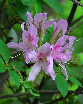 e0035757_18303491.jpg