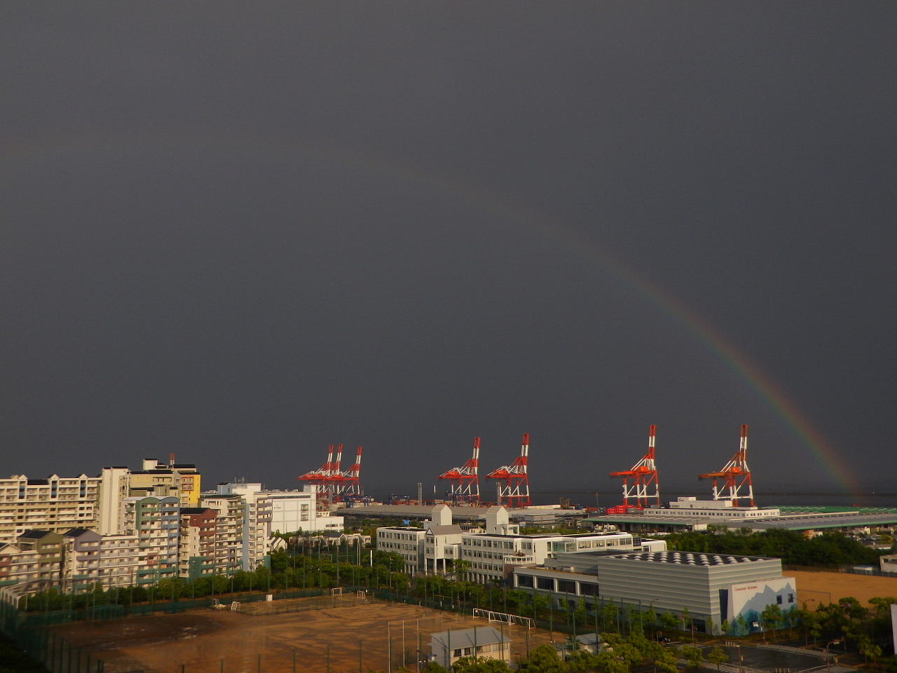 シモツケ、大島桜、オリーブ、ハマヒルガオ、MAERSK SAIGON、虹_a0030958_23375123.jpg